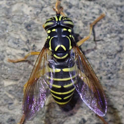 Spilomyia saltuum